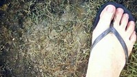 Jejak bigfoot di Ohio dari jari ke jari memiliki lebar sekitar 7,5 inchi. Penemu meyakini itu bukan jejak beruang. (Foto: Dilansir dari nydailynews.com)