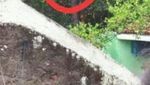 Potret Monyet di Bandung yang Diisukan Jadi-jadian