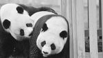 Panda, Diplomat China yang Paling Menggemaskan