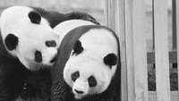 Hal itu menyusul kedatangan bersejarah Presiden Richard Nixon ke China. Istri Nixon menyambut langsung kedatangan panda dan mendonassikan ke National Zoo di Washington D.C. 