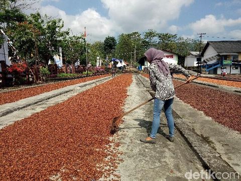 Cokelat-cokelat dijemur/