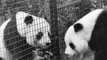 Panda, Diplomat China yang Paling Menggemaskan