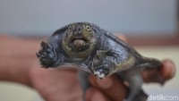 Inilah wujud kura-kura Belawa. Dari hasil penelitian kura-kura Belawa tersebut masuk ke dalam jenis labi-labi yang sering dijumpai di China, Sumatera dan Kalimantan (Sudirman Wamad/detikTravel)