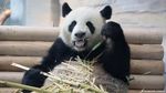 Panda, Diplomat China yang Paling Menggemaskan