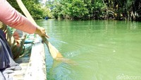 Begitu memasuki sungai ini melalui wisatawan bisa bermain kano sambil melihat hewan liar. Di dahan atau ranting pohon wisatawan bisa melihat phyton sedang melingkar atau kepala buaya mengembul di sungai (Bahtiar/detikTravel)