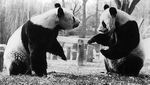 Panda, Diplomat China yang Paling Menggemaskan