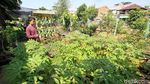 Manfaatkan Bantaran Kali Ciliwung dengan Bercocok Tanam