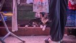 Fotografer Ini Abadikan Kucing yang Berkeliaran di Sekitar Pasar di Hong Kong