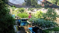 Seorang warga menyiram tanamannya.