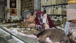 Fotografer Ini Abadikan Kucing yang Berkeliaran di Sekitar Pasar di Hong Kong