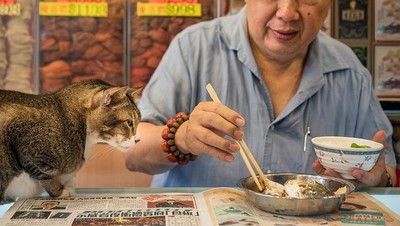 Fotografer Ini Abadikan Kucing yang Berkeliaran di Sekitar Pasar di Hong Kong