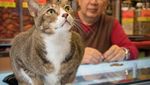 Fotografer Ini Abadikan Kucing yang Berkeliaran di Sekitar Pasar di Hong Kong