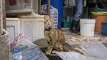 Fotografer Ini Abadikan Kucing yang Berkeliaran di Sekitar Pasar di Hong Kong