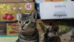 Fotografer Ini Abadikan Kucing yang Berkeliaran di Sekitar Pasar di Hong Kong