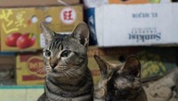 Baginya memotret kucing adalah sebuah kebetulan saat ia mulai pindah ke Hong Kong tahun 2015.  Ada kucing berkeliaran di toko-toko di tempat areanya tinggal. Ketika pertama mengunggah fotonya ke Facebook, ia mendapat banyak respon. Foto: Istimewa