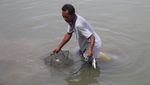 Bule-bule yang Girang Tangkap Kepiting di Aceh