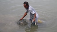 Ugna, salah seorang turis dari Lithuania mengaku senang dengan aktivitas itu. Di negaranya, Ugna hanya bisa melihat kepiting di pasar atau swalayan, tidak secara langsung menangkapnya di tambak (Agus Setyadi/detikTravel)