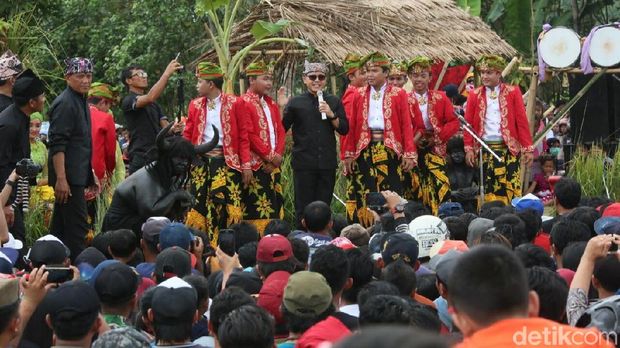 Ritual Adat Kebo-keboan di Banyuwangi Dibanjiri Penonton