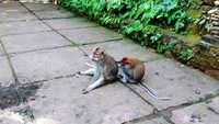 Monkey Forest di Ubud pun juga masuk ke dalam videoklip terbaru Joey. Hal itu bisa diketahui lewat adegan di mana monyet-monyet sibuk lalu lalang (Bekti/dTraveler)