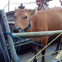 Hewan ternak seperti sapi juga ikut dievakuasi