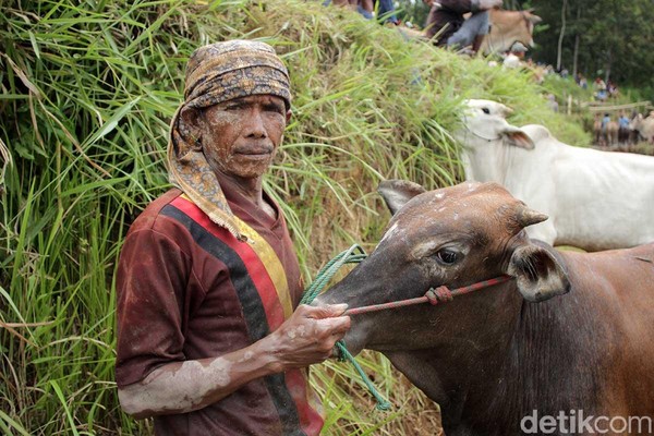 detikTravel pun sempat mewawancarai salah satu joki yang bernama Lano. Ia sendiri mengaku sudah 15 tahun bermain pacu jawi (Randy/detikTravel) detikTravel pun sempat mewawancarai salah satu joki yang bernama Lano. Ia sendiri mengaku sudah 15 tahun bermain pacu jawi (Randy/detikTravel)
