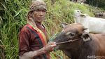 Foto: Tradisi Balap Sapi Khas Minang