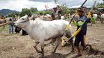 Foto: Tradisi Balap Sapi Khas Minang