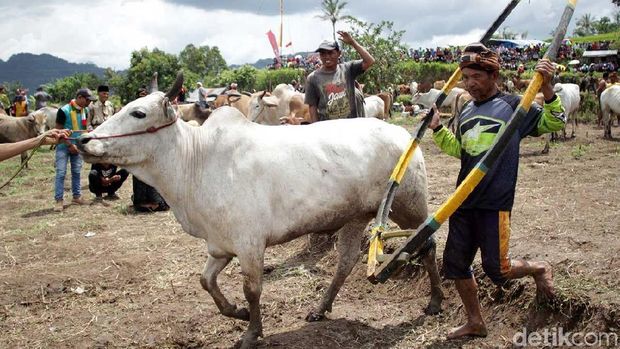 Sapi yang dipersiapkan lebih dulu (Randy/detikTravel)