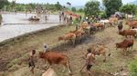 Foto: Tradisi Balap Sapi Khas Minang