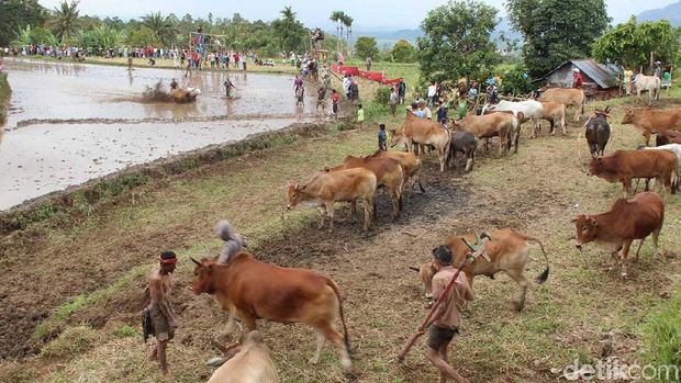 Masyarakat yang siap menonton (Randy/detikTravel)