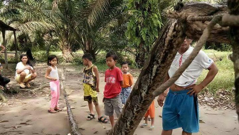 Bagai Film Anaconda, Pria Gelut Lawan Ular Piton di Riau Bagai Film Anaconda, Pria Gelut Lawan Ular Piton di Riau