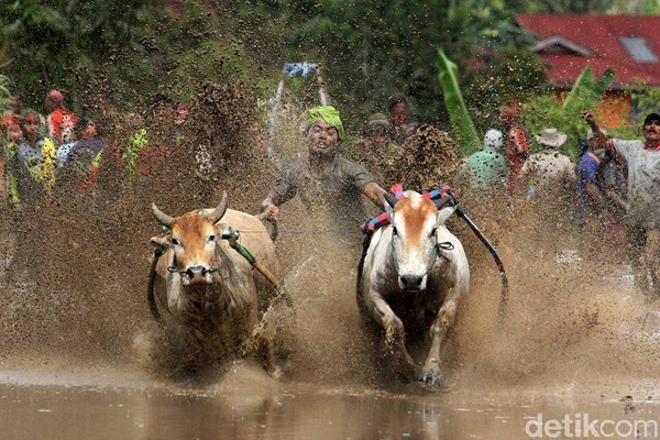 Setelah sapi dipersiapkan, rekan sang joki akan melepaskan sang sapi. Kaki kiri dan kanan sang joki pun mantap menginjak sadel yang diikatkan pada sapi. Sedangkan kedua tangan sang joki masing-masing memegang ekor sapi (Randy/detikTravel) Setelah sapi dipersiapkan, rekan sang joki akan melepaskan sang sapi. Kaki kiri dan kanan sang joki pun mantap menginjak sadel yang diikatkan pada sapi. Sedangkan kedua tangan sang joki masing-masing memegang ekor sapi (Randy/detikTravel)