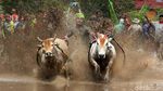 Foto: Tradisi Balap Sapi Khas Minang