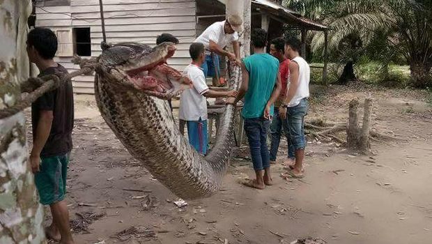 Bagai Film <i>Anaconda</i>, Pria Gelut Lawan Ular Piton di Riau