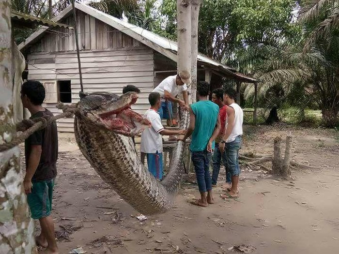 Polisi: Ular Piton 7 Meter yang Serang Robert Digoreng Warga