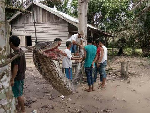 Pria Lawan Ular Piton 7 Meter di Indragiri Hulu, Riau