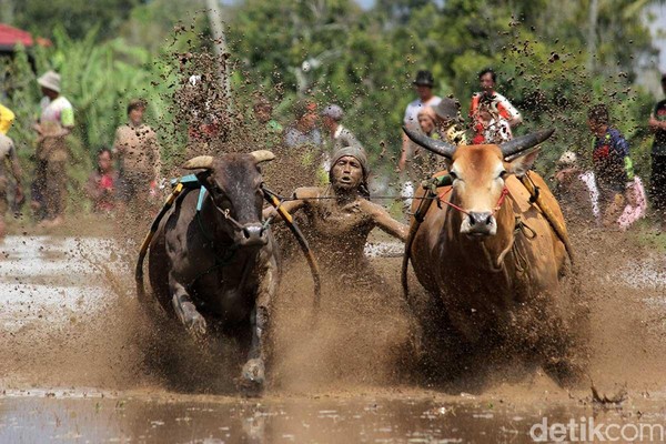 Barangsiapa yang dapat menunggangi sapi paling lurus, dia lah pemenangnya. Penampilan masing-masing joki pun dinilai langsung oleh pemangku adat dan masyarakat yang menonton (Randy/detikTravel) Barangsiapa yang dapat menunggangi sapi paling lurus, dia lah pemenangnya. Penampilan masing-masing joki pun dinilai langsung oleh pemangku adat dan masyarakat yang menonton (Randy/detikTravel)