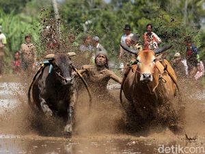 Ini Baru Laki! Tradisi Balap Sapi di Sumatera Barat