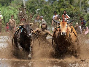 Ini Baru Laki! Tradisi Balap Sapi di Sumatera Barat