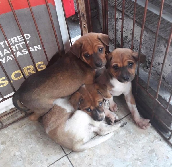 Tim ini terjun langsung ke pedesaan yang sudah ditinggalkan oleh warga (Bali Dog Adoption Rehabilitation Centre/Facebook) Tim ini terjun langsung ke pedesaan yang sudah ditinggalkan oleh warga (Bali Dog Adoption Rehabilitation Centre/Facebook)