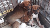 Tim ini terjun langsung ke pedesaan yang sudah ditinggalkan oleh warga (Bali Dog Adoption Rehabilitation Centre/Facebook)