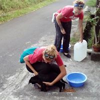  Anjing yang ditelantarkan di beri makan