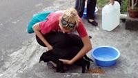Sekitar 140.000 orang mengungsi ke pusat evakuasi ketika pihak berwenang di Bali menaikkan peringatan gunung berapi Gunung Agung ke tingkat awas. Hewan peliharaan ditinggalkan begitu saja (Bali Dog Adoption Rehabilitation Centre/Facebook)