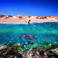 Pengalaman Bulan Madu Tak Terlupakan di Australia Barat