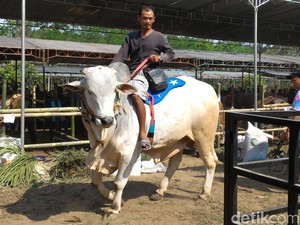 Melihat Kontes Sapi se-Jawa Tengah di Boyolali