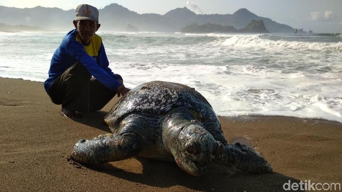 Induk Penyu Lekang Ditemukan Mati Terjerat Pancing Renteng