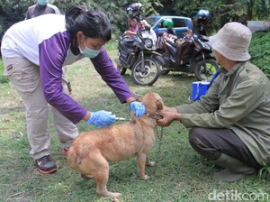 Pelihara Kucing atau Anjing, Bun? Ini 4 Cara Cegah Rabies
