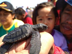 1.000 Tukik Dilepas di Pantai Taman Kili-Kili Trenggalek