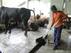 Biogas dari Kotoran Sapi, Solusi Kelangkaan Gas Elpiji di Purworejo