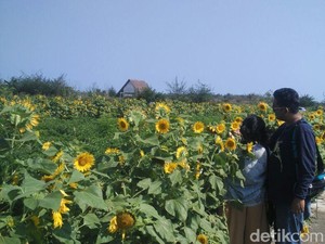 Bukan di Luar Negeri, Ini Taman Bunga Matahari di Bantul